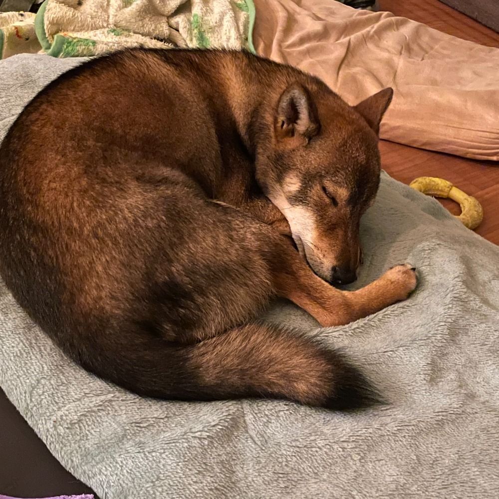たかヲ