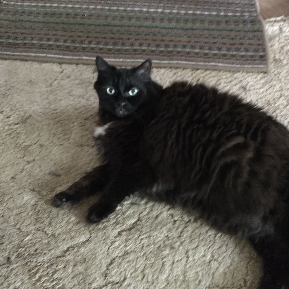 Kattfood