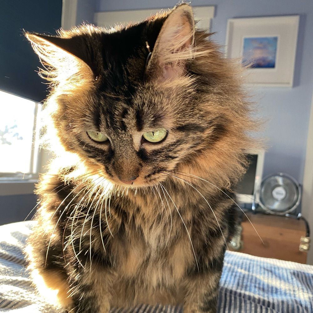 Daisy