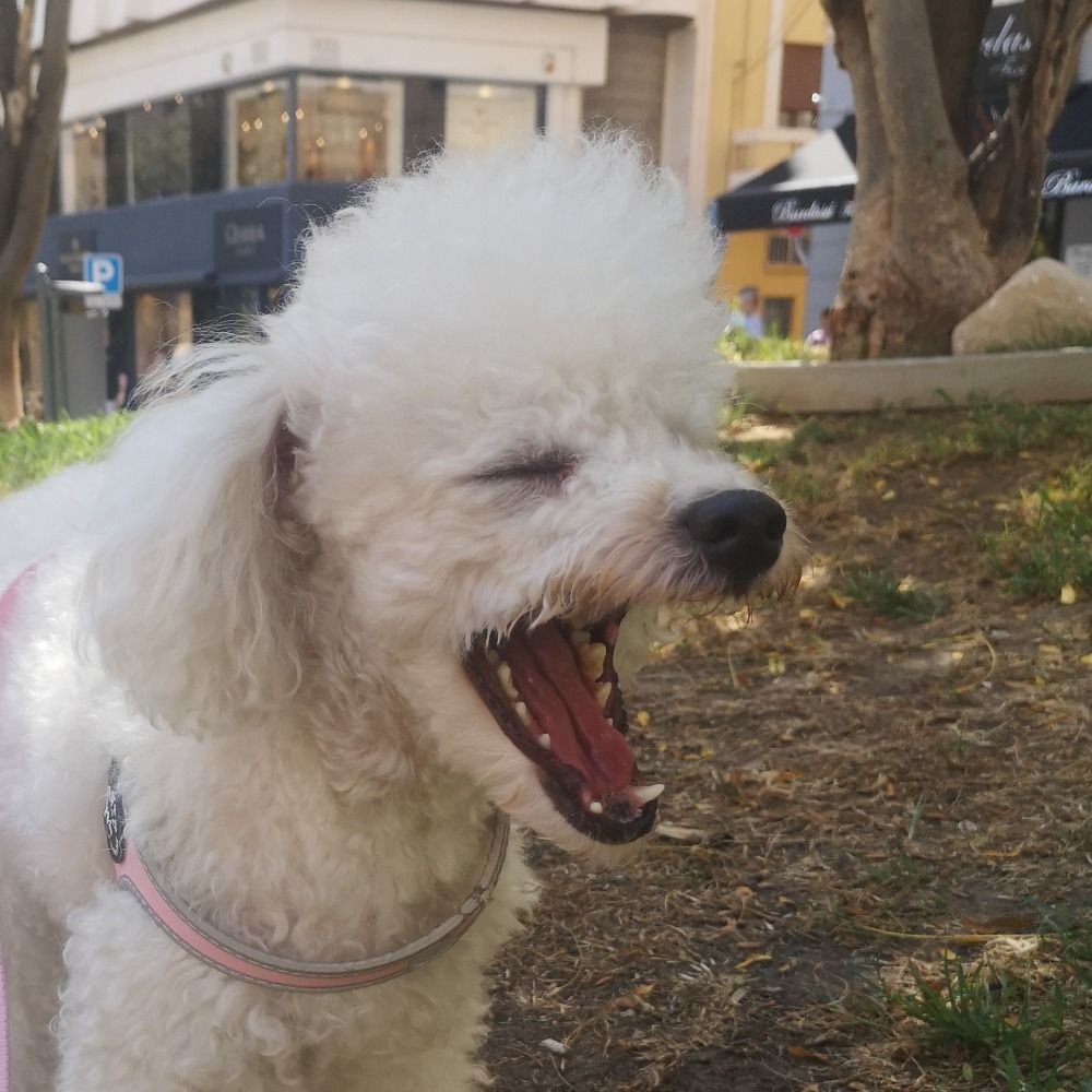 Rutto 