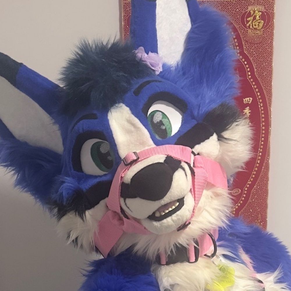 Stace the blue fox