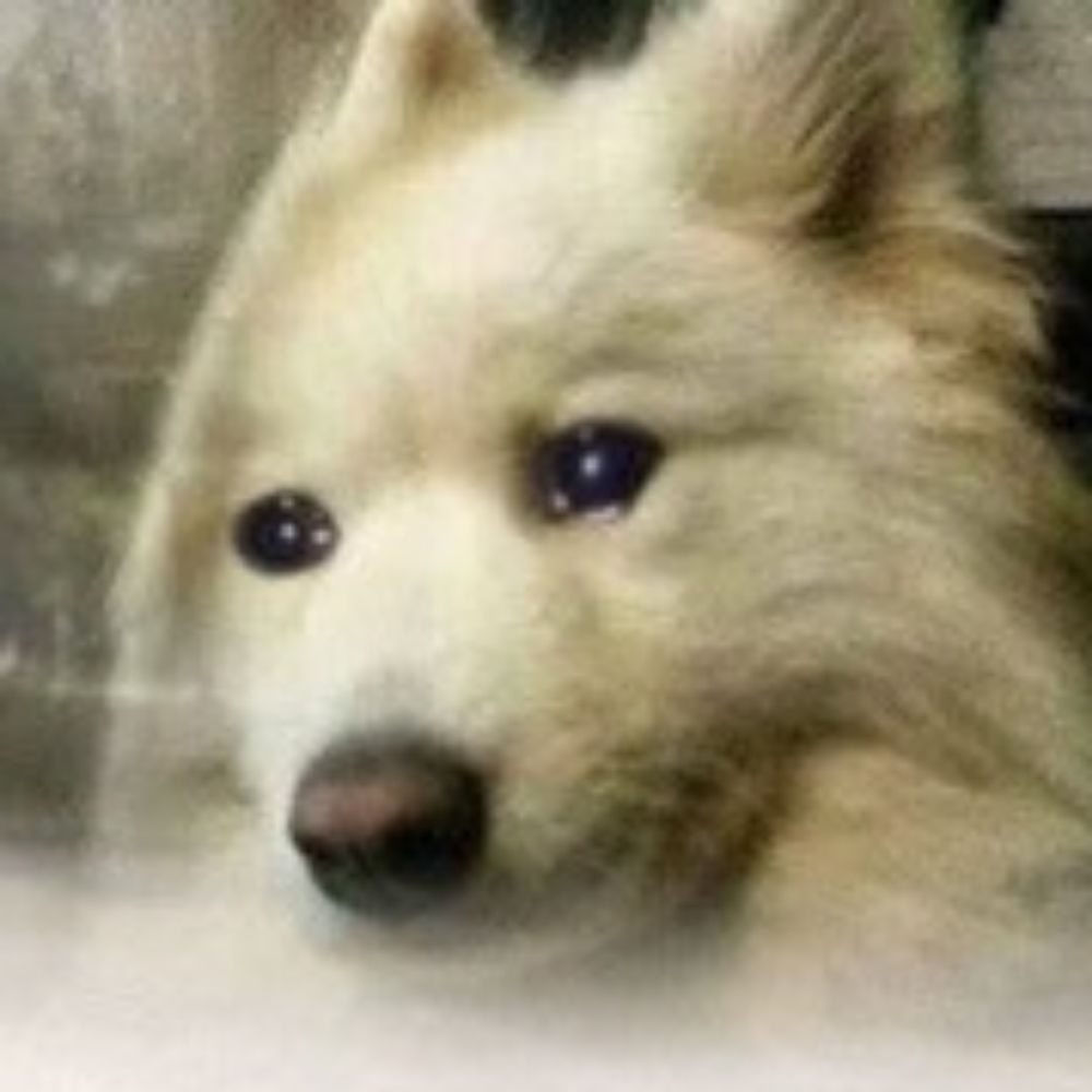 앧