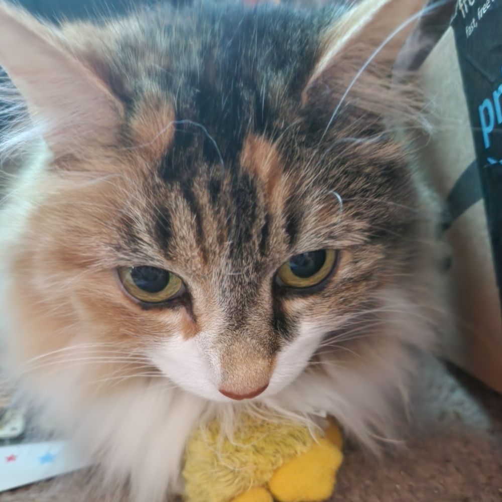 Purrlyschells