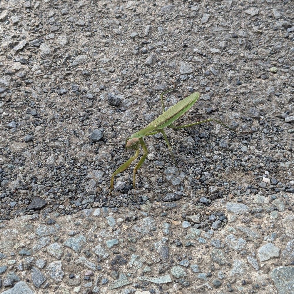 葉衣