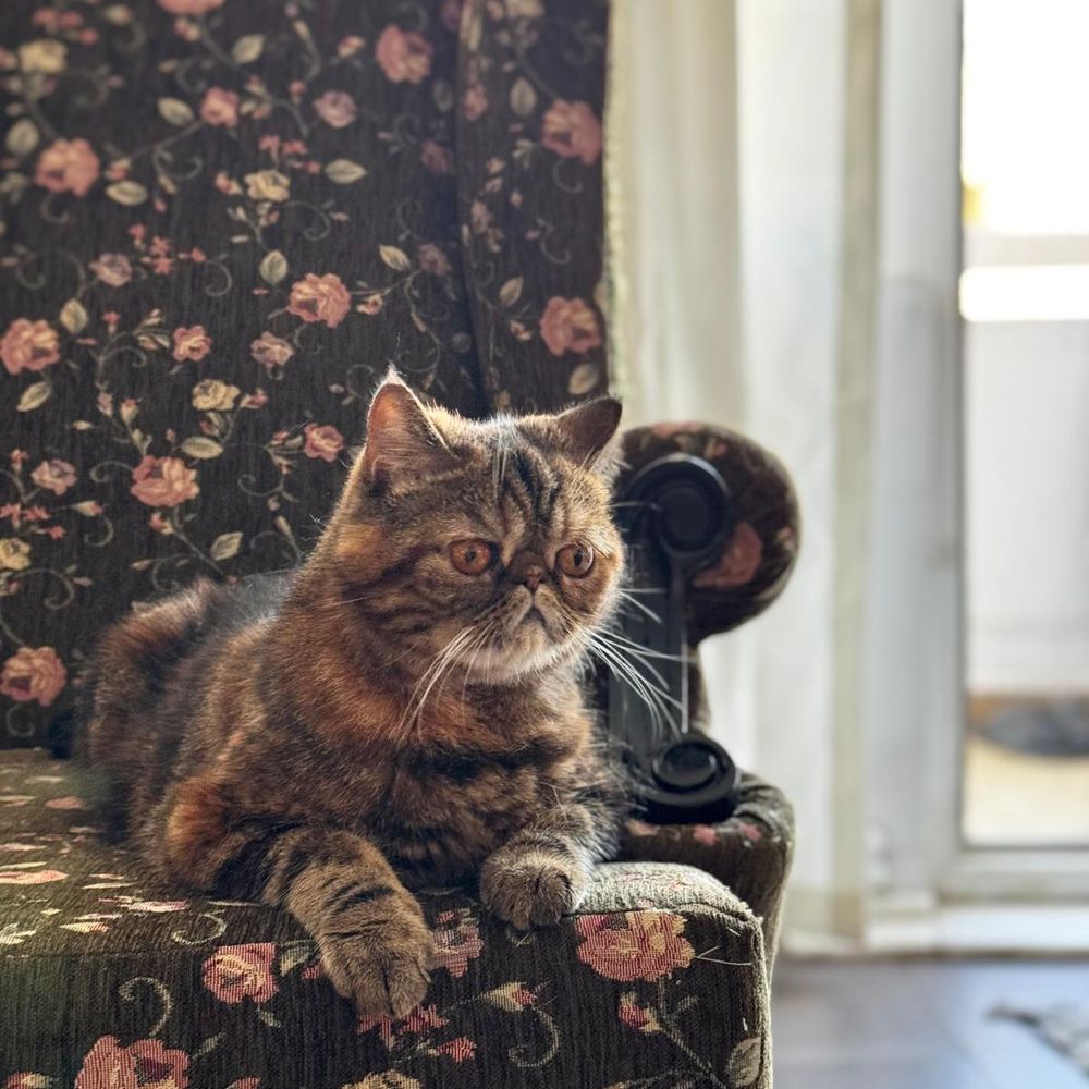 Luna Cat