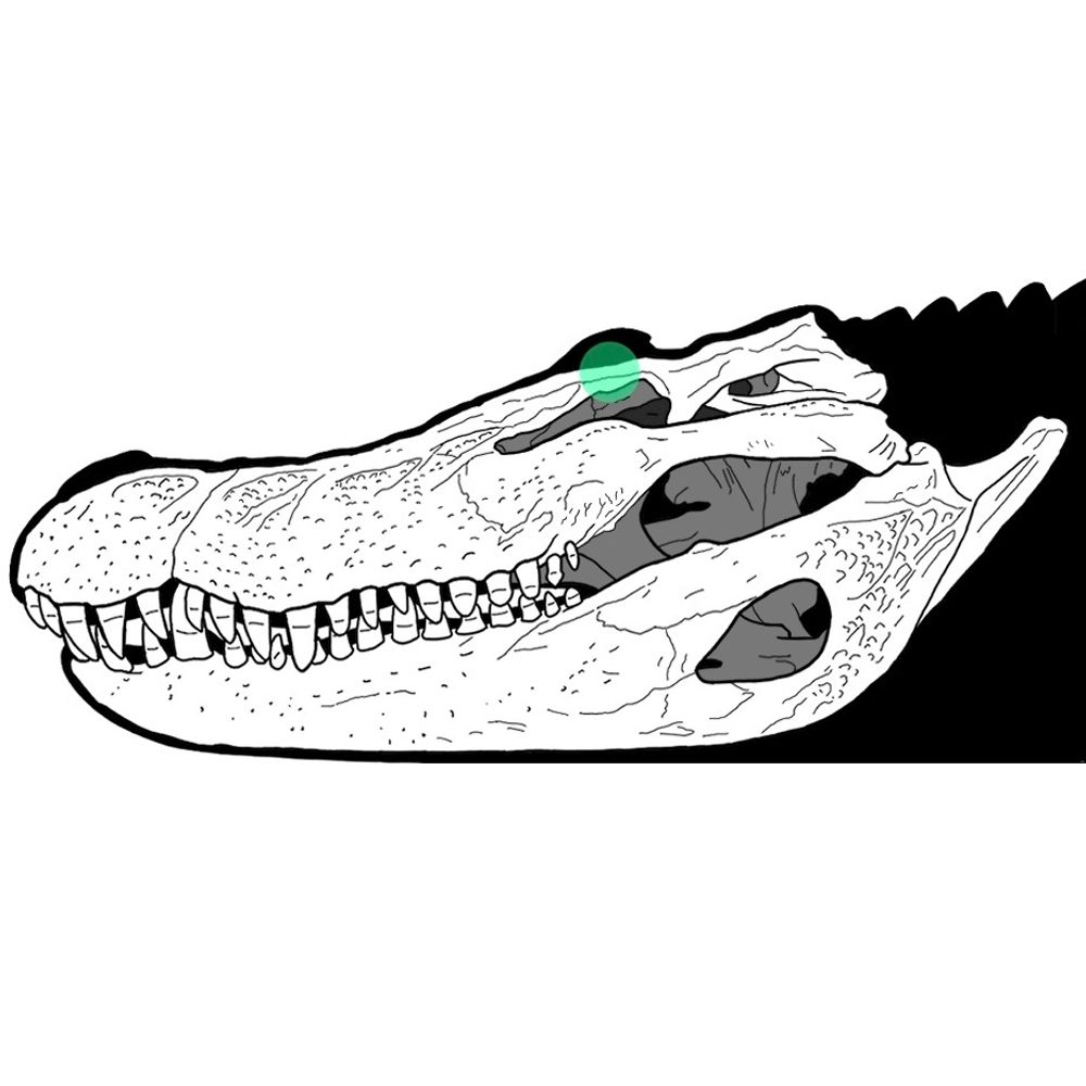 Metasuchus