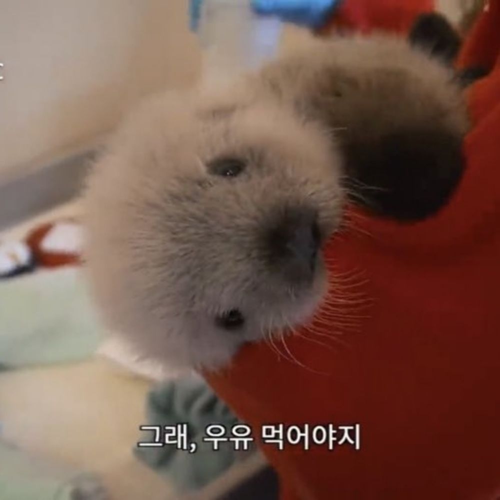 누리