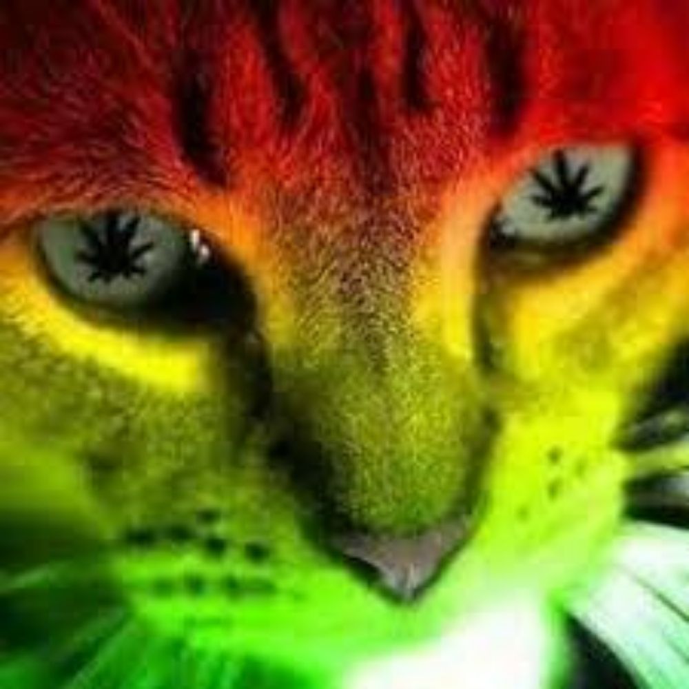 GatoMakonha _V_