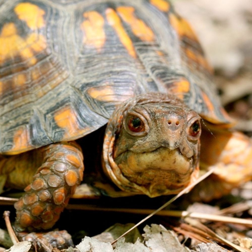 Maryland Biodiversity Project