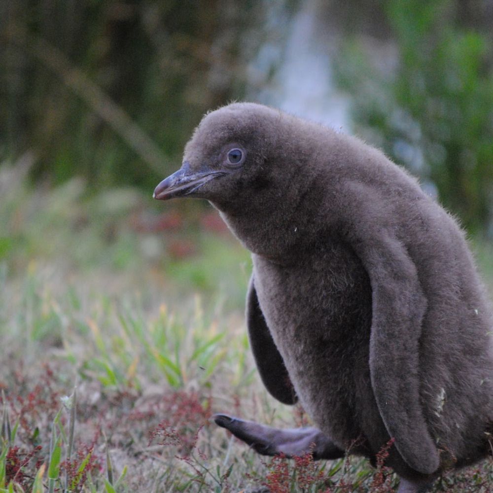 Penguin of The Day