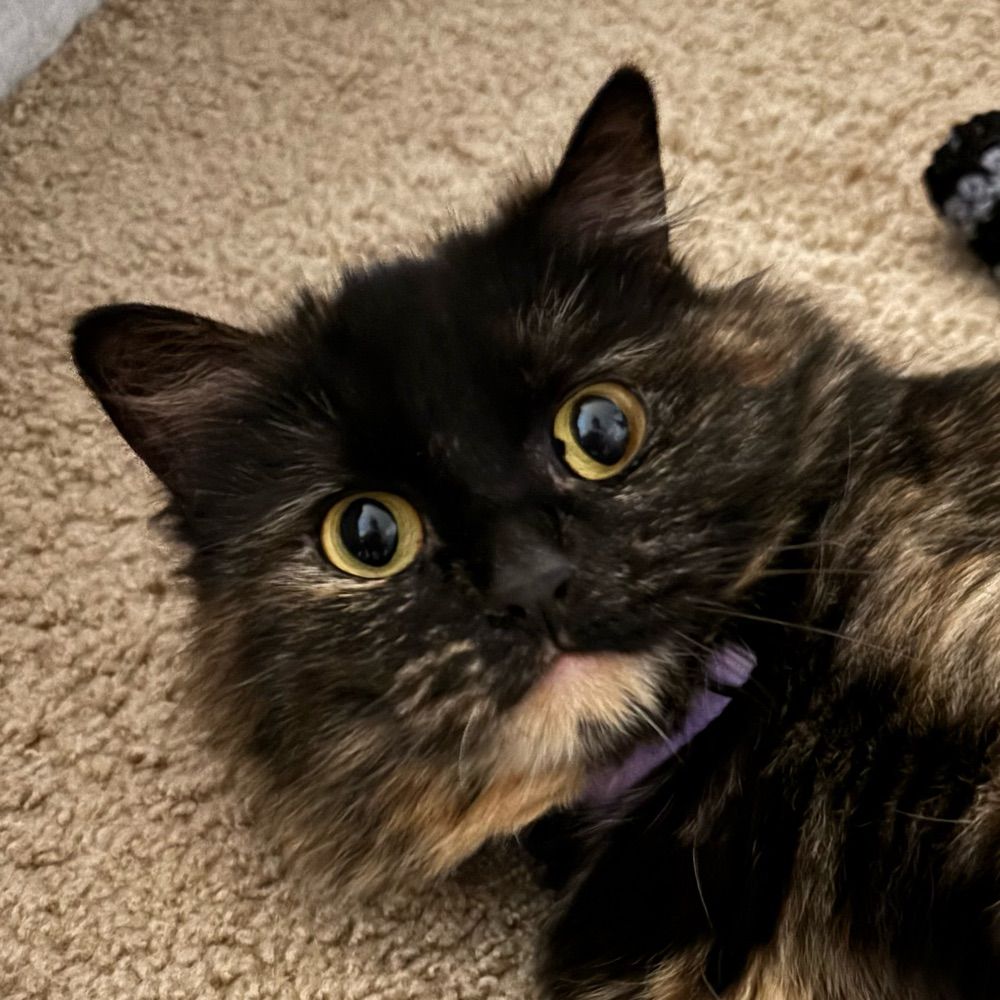 mj