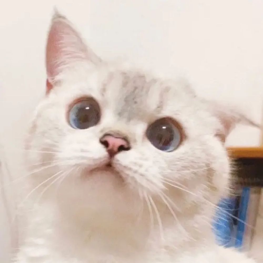 N宝
