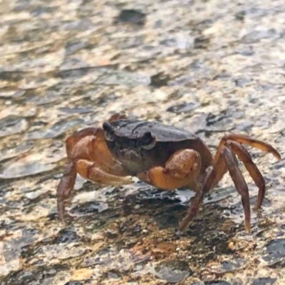 カニボンバー