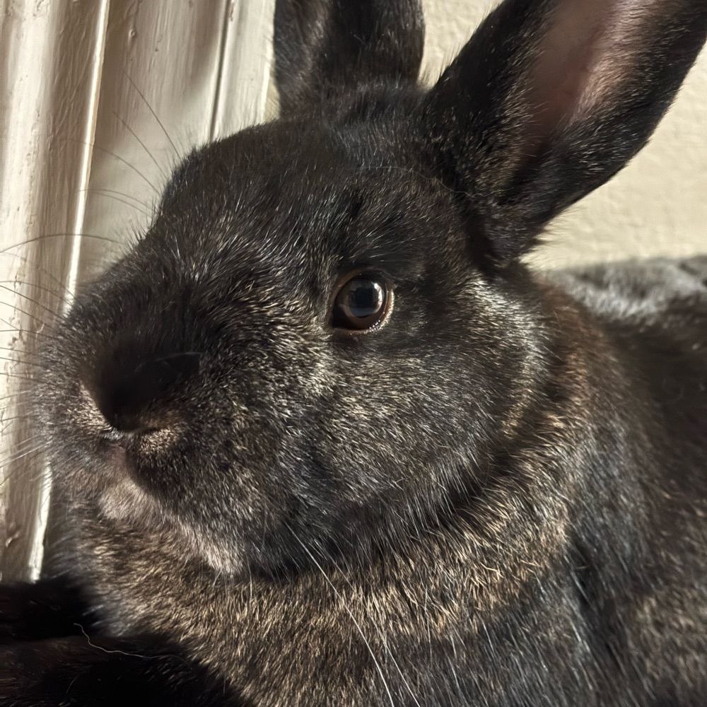 adelita the rabbit
