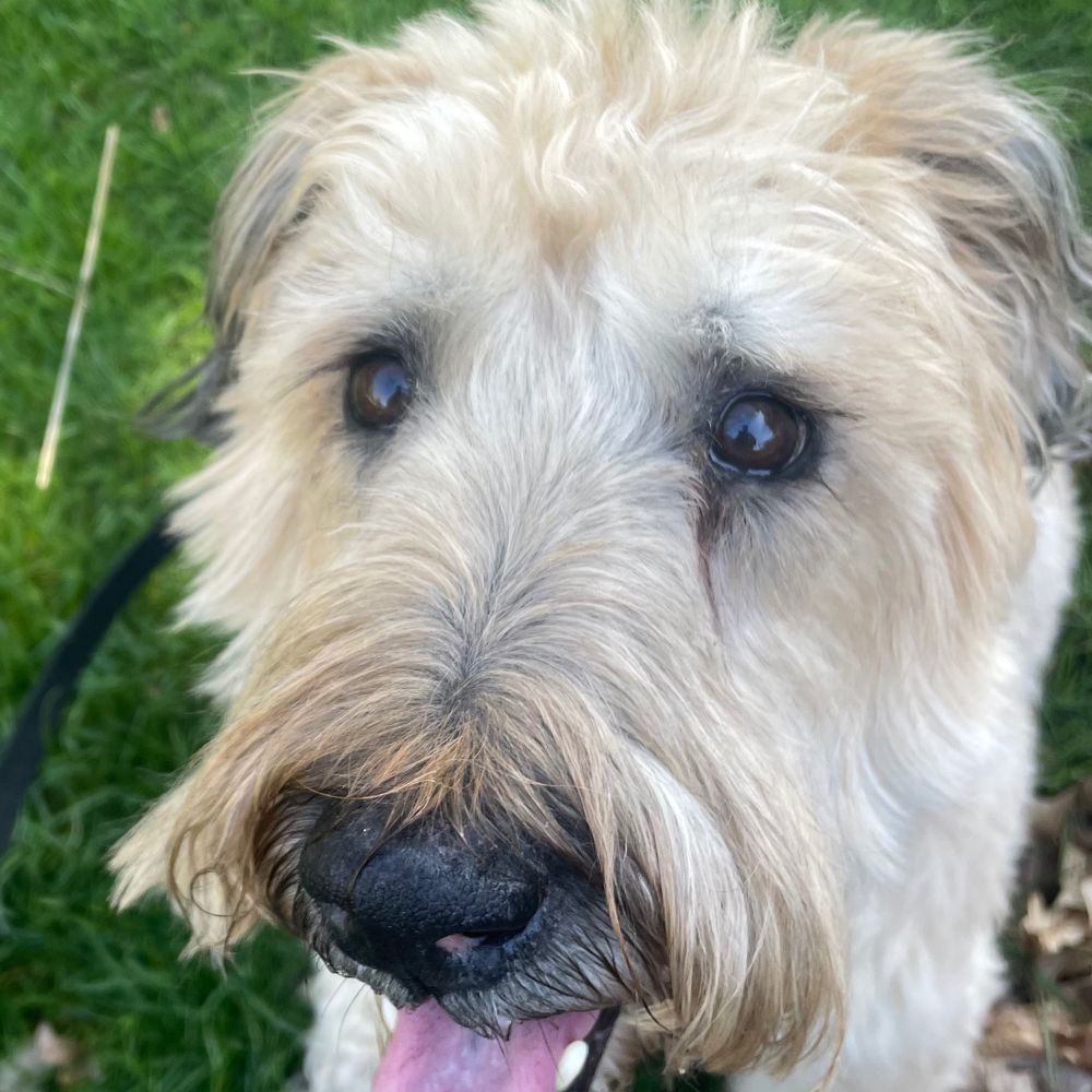 momothegooddog.bsky.social profile picture