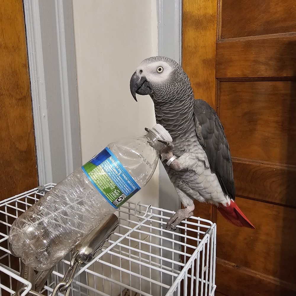 GreyandSuper