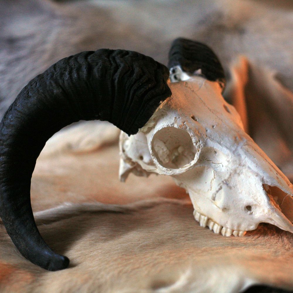 Hunting Hub