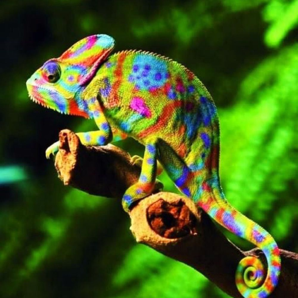 Nanochamaeleon