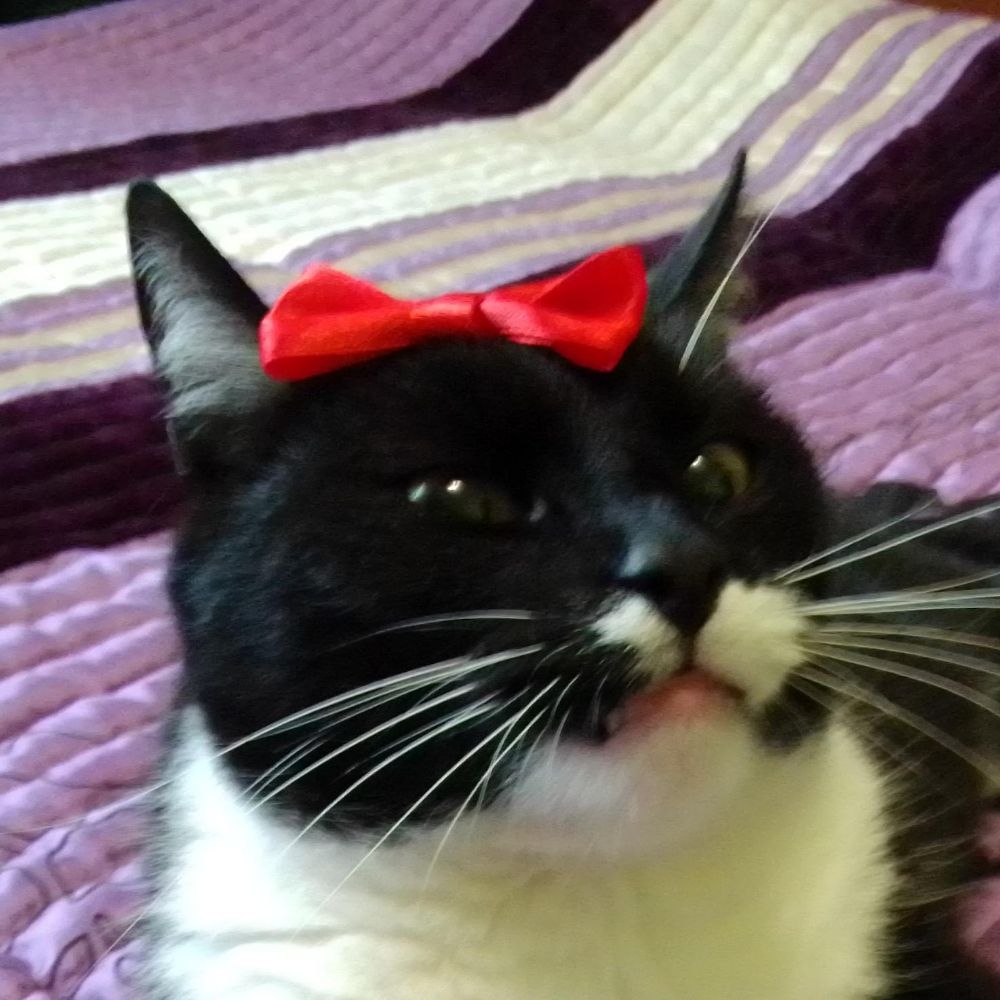NoirCatto