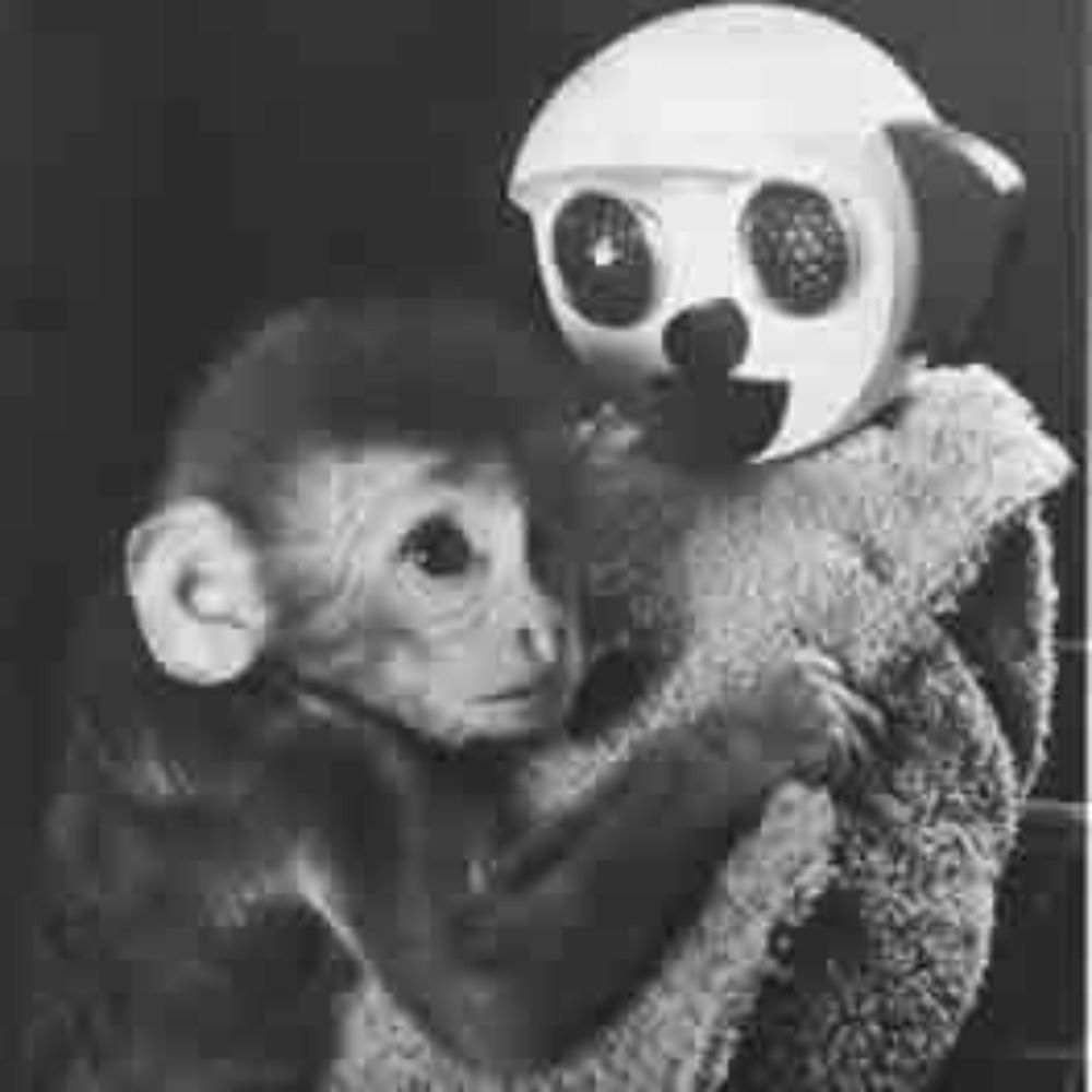 The Wire Monkey
