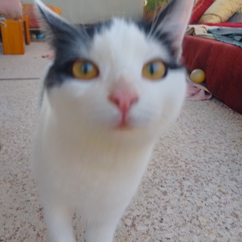 Lee