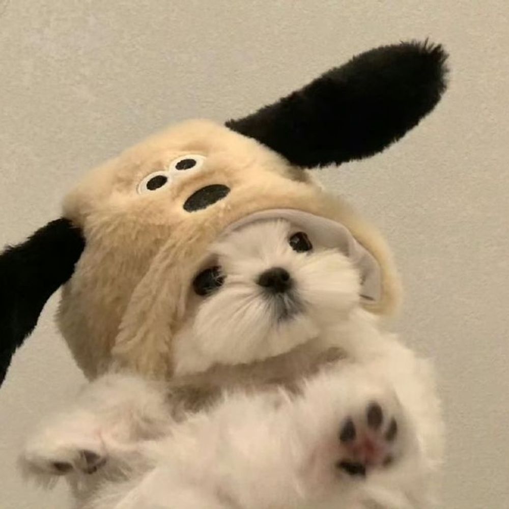 🐶곰이꼬미🐶
