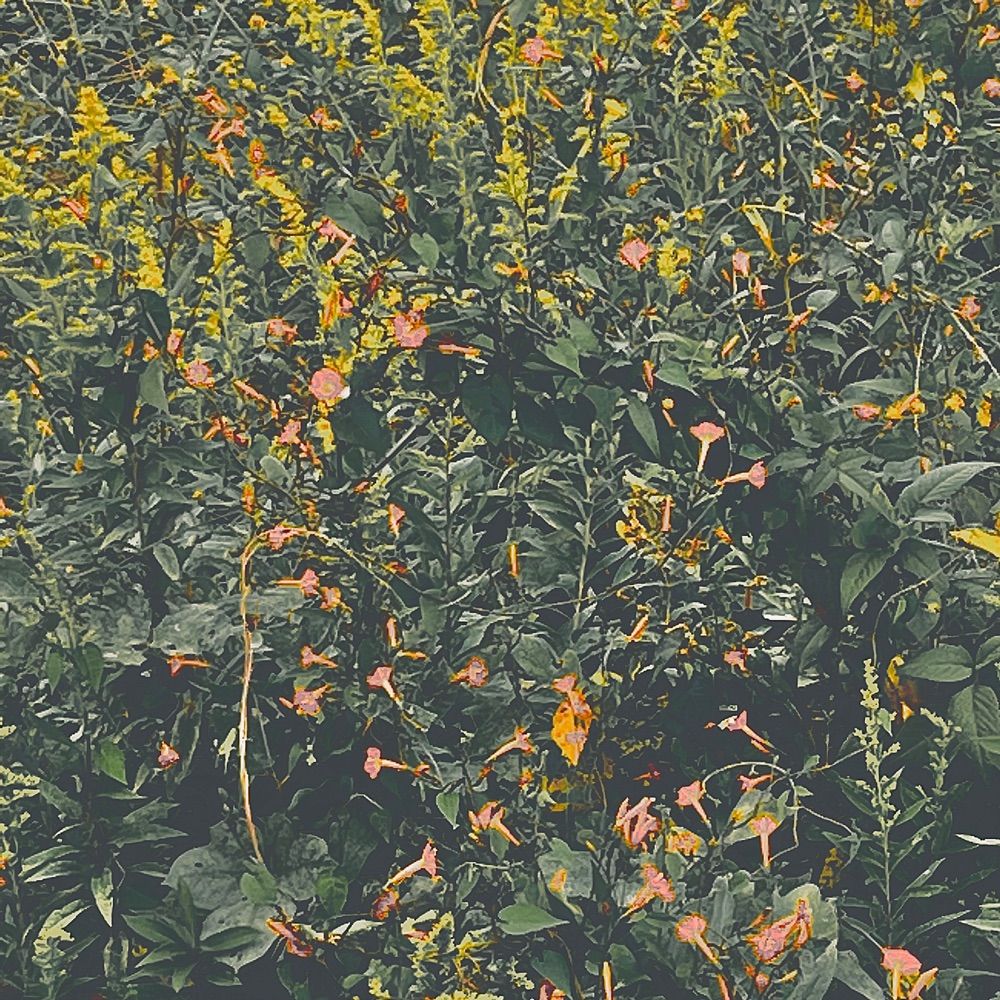 変59