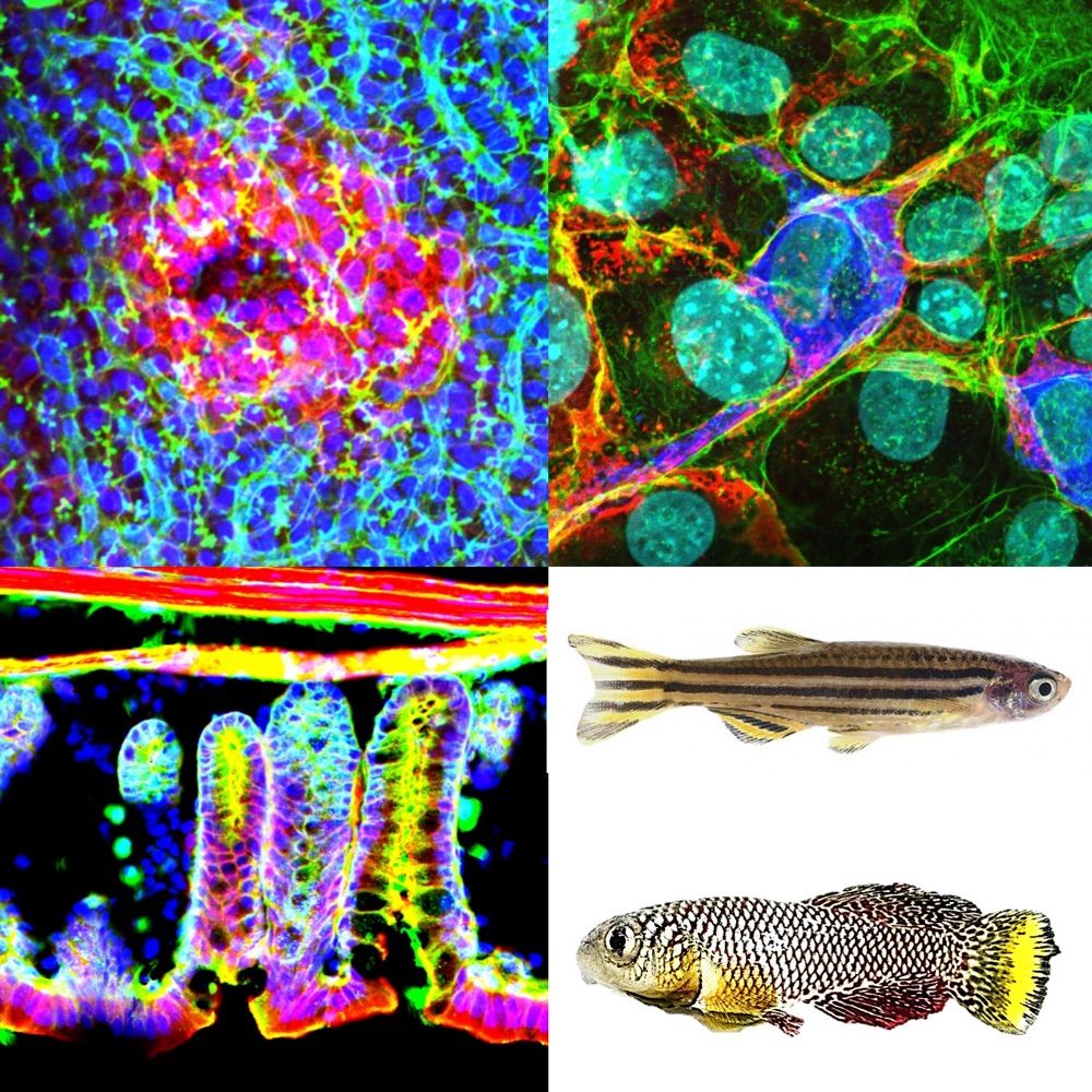 Ishitani Lab