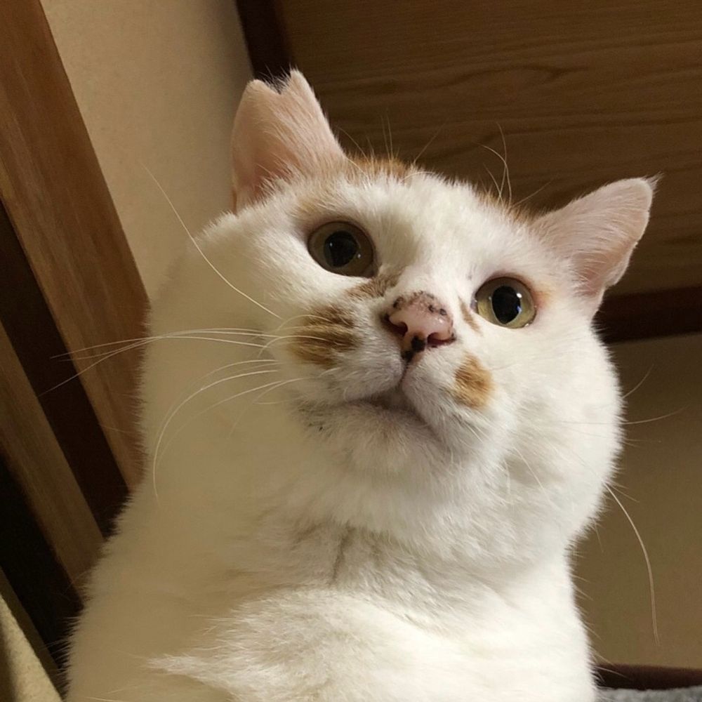 マカ