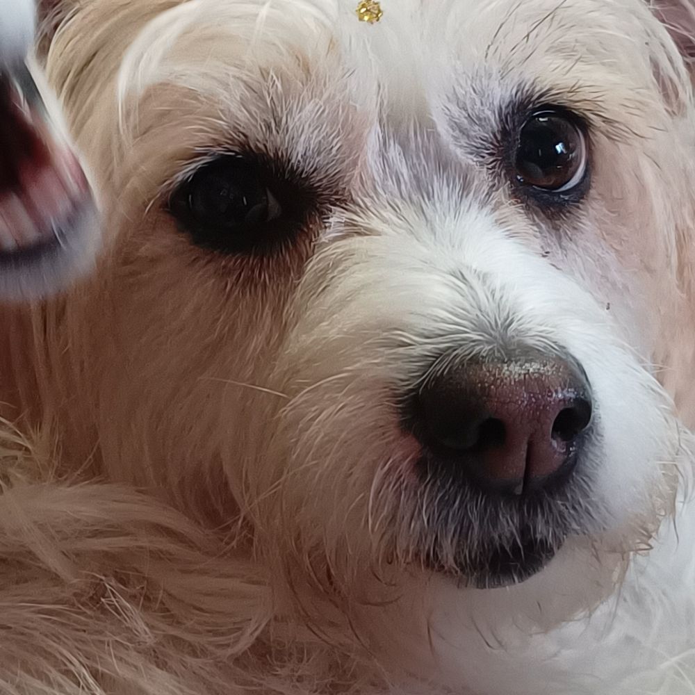 Cachorro