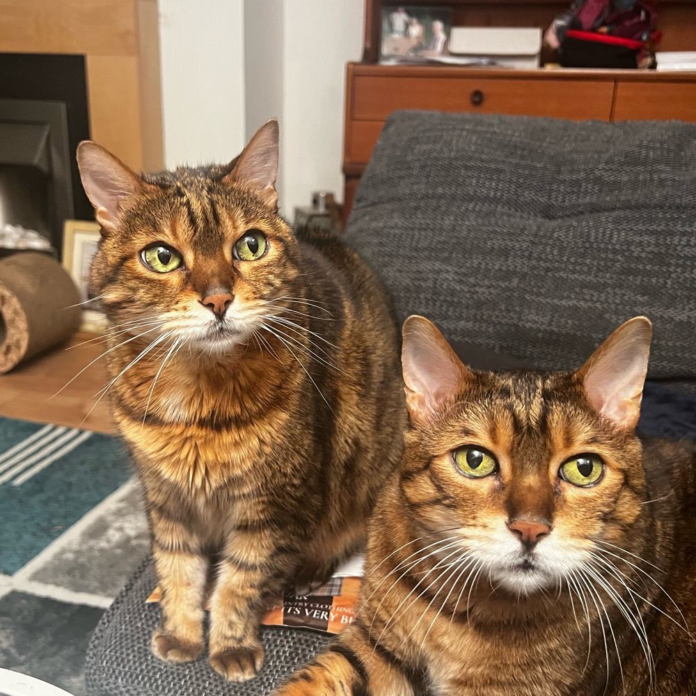 Loki & Freya Bengalz