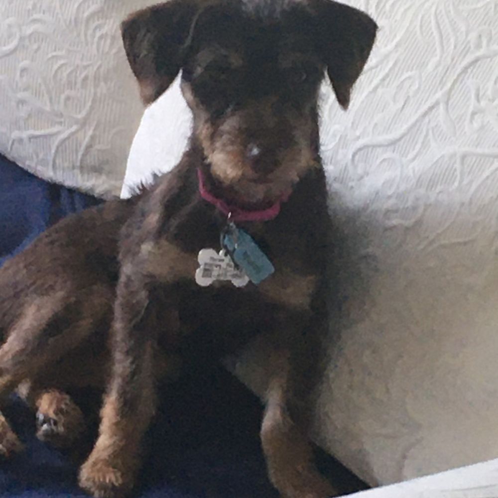 HeronPointer