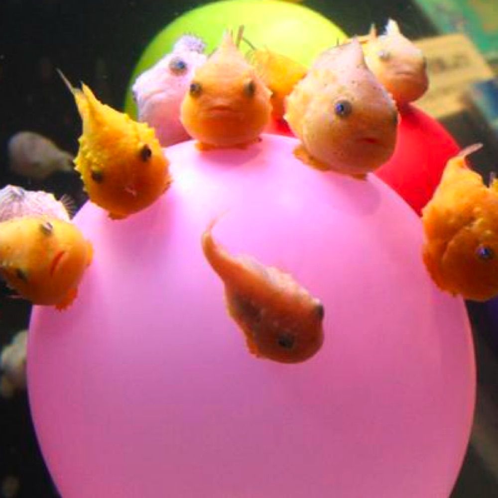 notashrimp.jpg