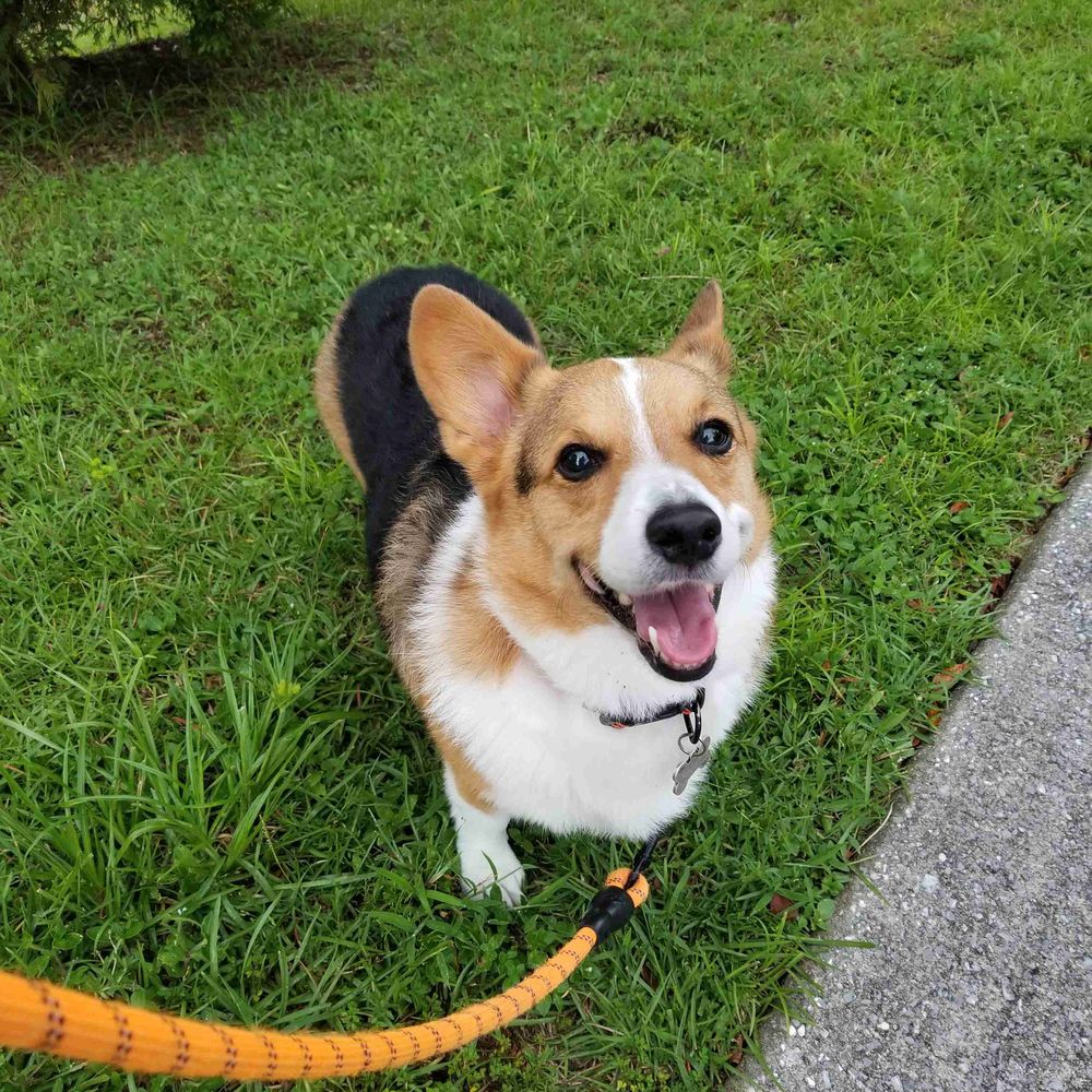 cat, but dog at heart