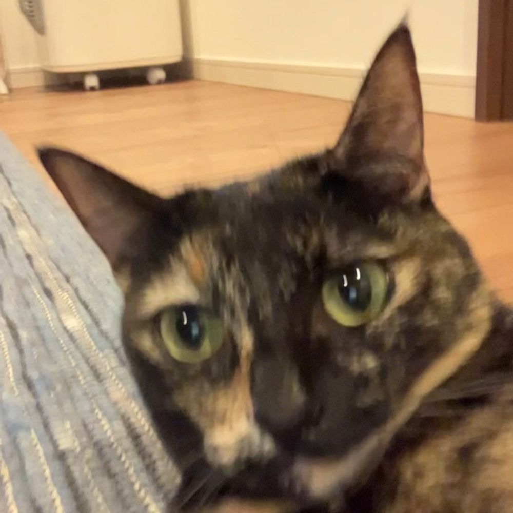 ツチ