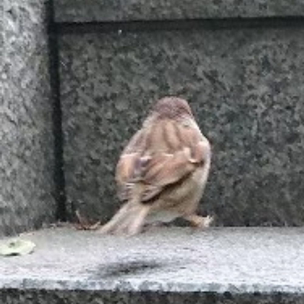 しらせな