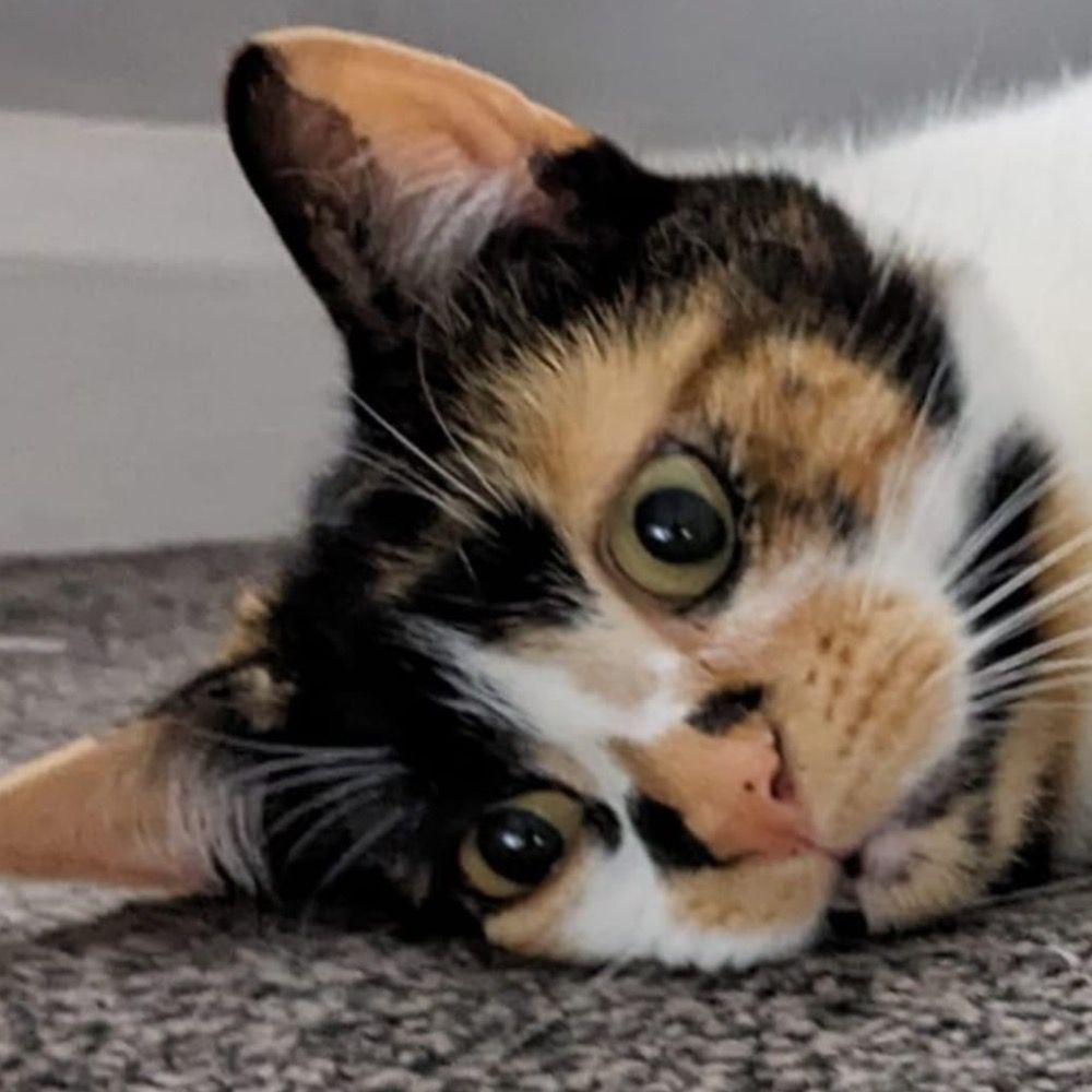 Jen Cat