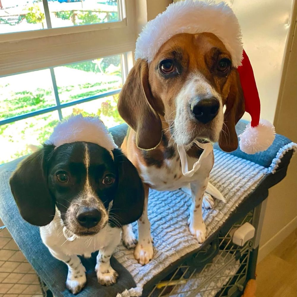 TwoDogs
