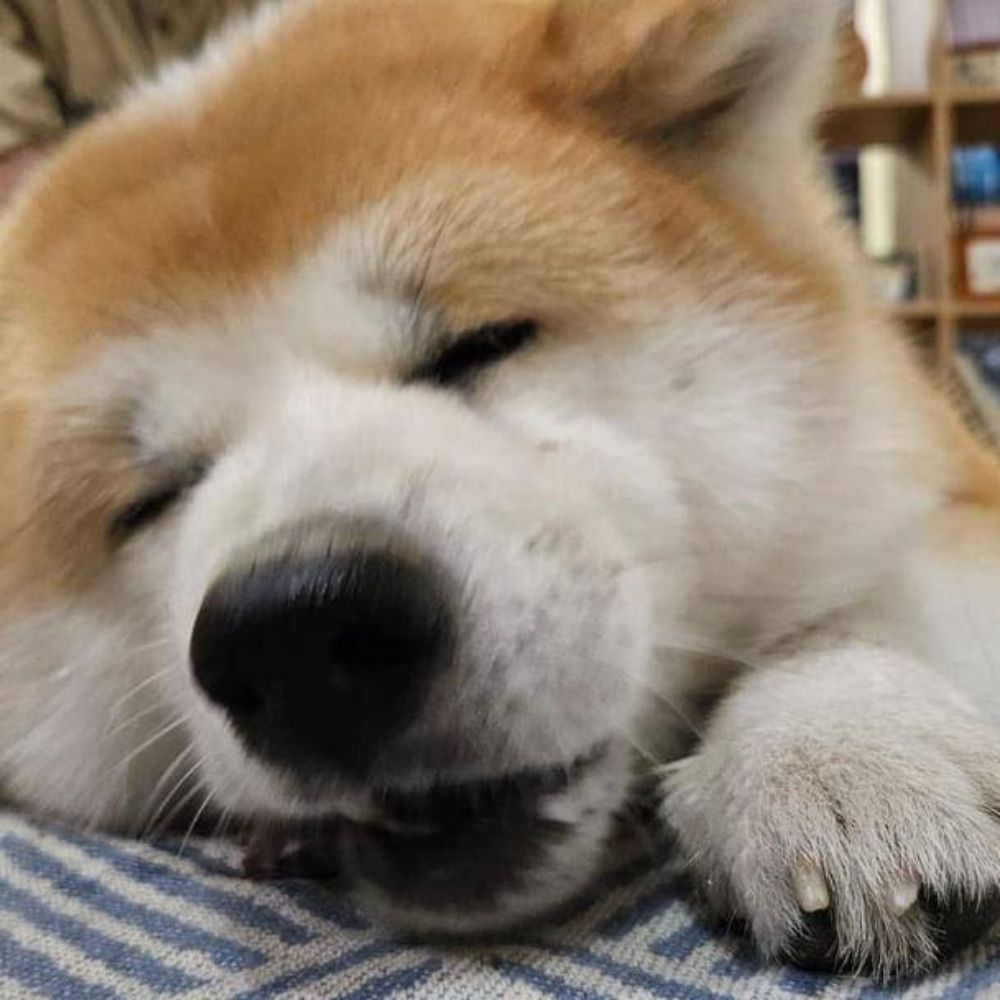 澄尘