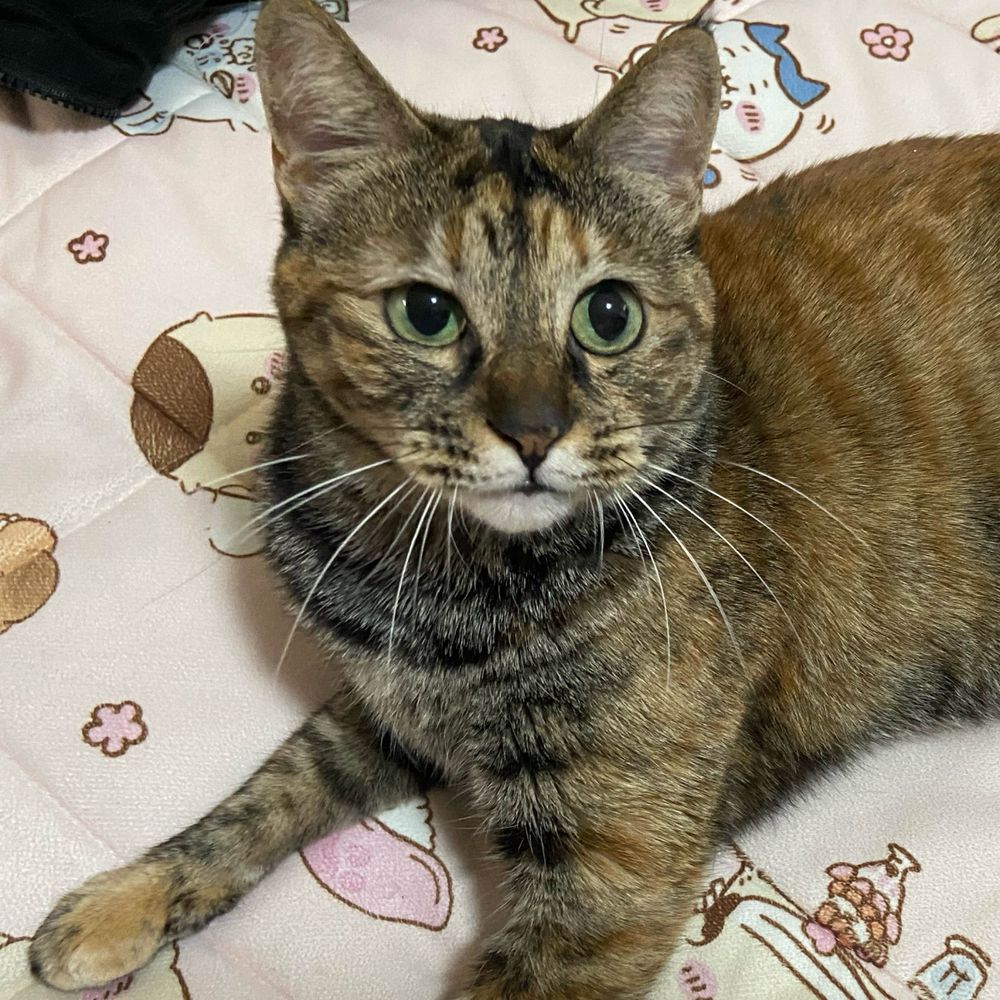 ぽん🐈🐾