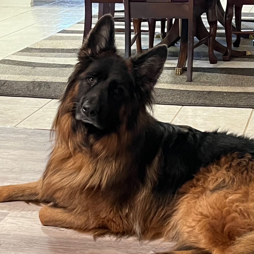 Ranger’s Doggy Diary