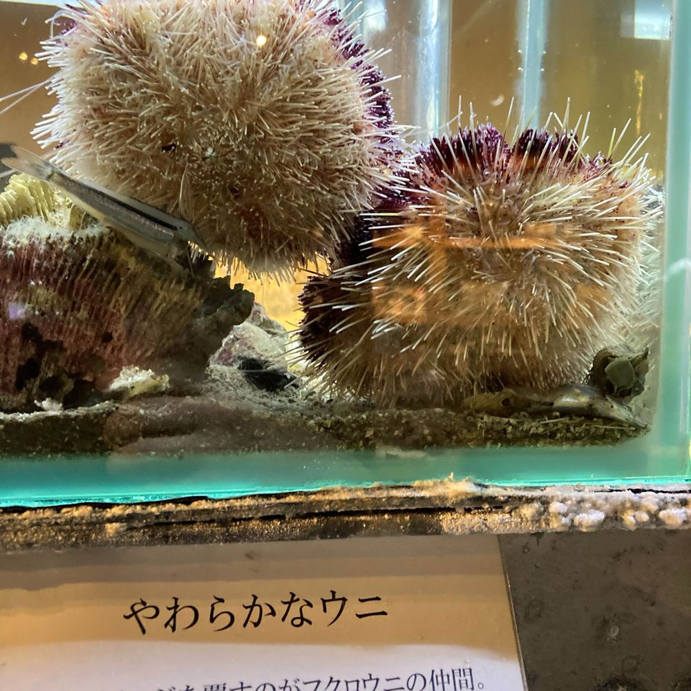 うに