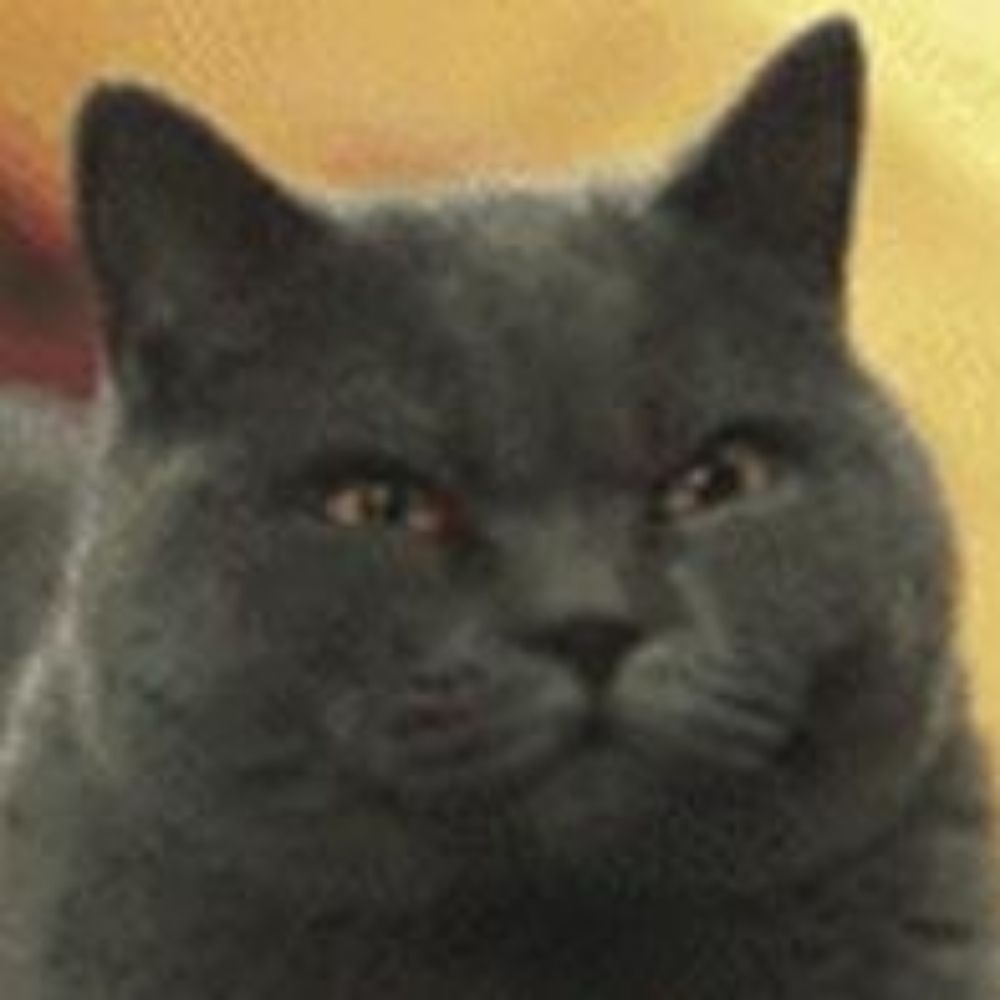 the cat is squinting