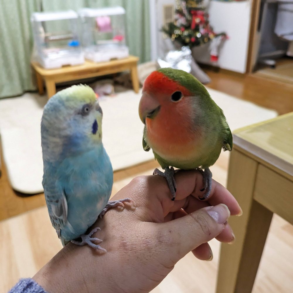 セキセイ先輩とコザクラ後輩