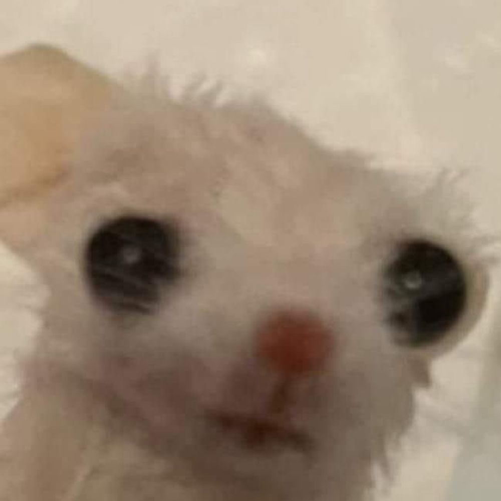 🧸둘기