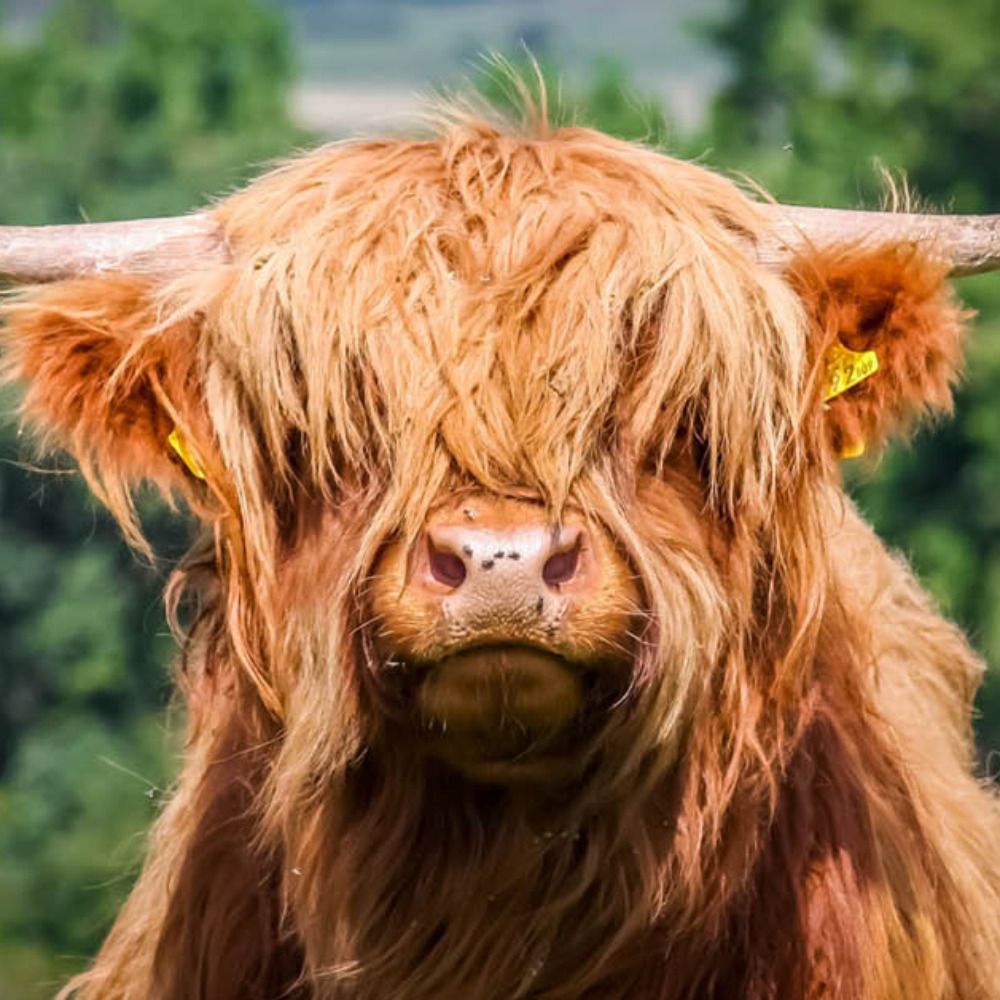 Aunty Grumpycow 