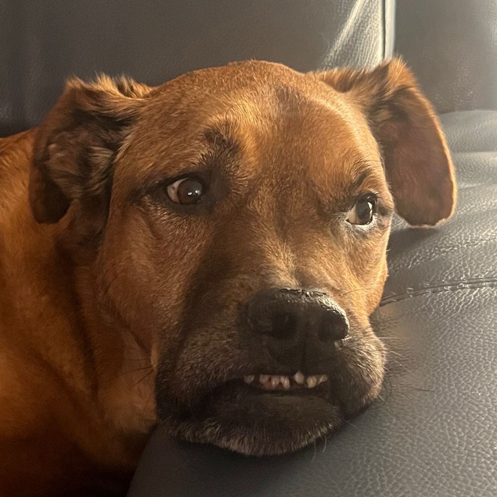 A Very Good Dog