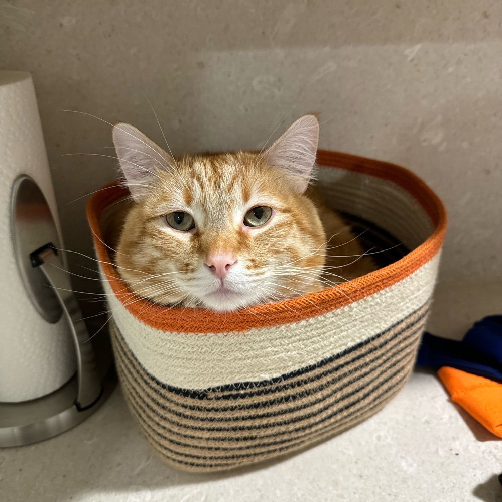 martin’s basket carrier