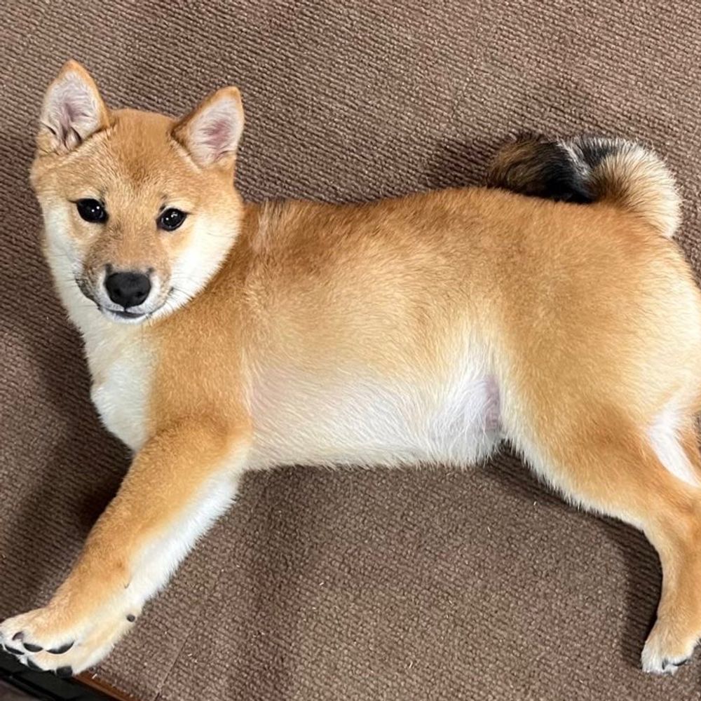 てまり