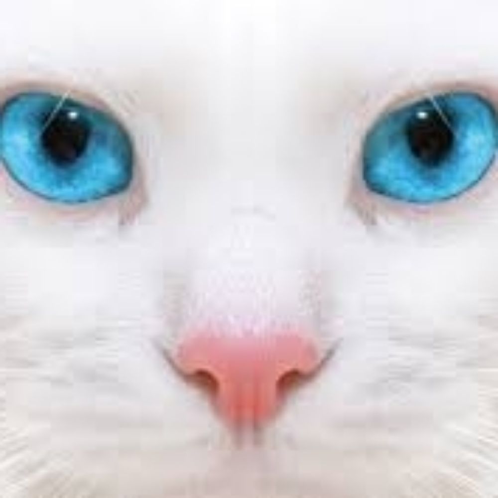 Bleu_Intense